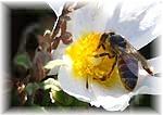Honey worker-bee gathers nectar, pollinating.
