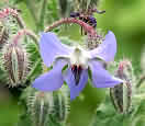 Cretan Wildflower Borago officinalis