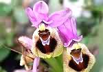 Wild Orchid, Ophrys tenthreadinifera, near Afrata.