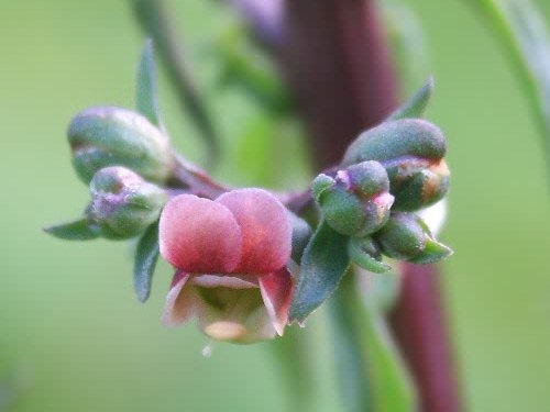 Scrophiularia lucida. Astratigos. North Western Crete.