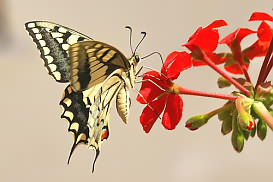 Swallowtail butterfly - Papilio machaon, Astratigos, North West Crete.