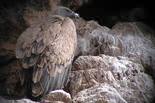 Griffon Vulture
