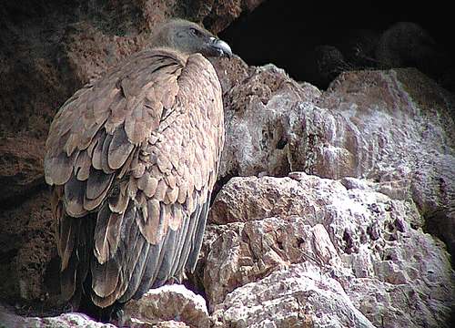 Griffon Vulture, Crete. Selinari Gorge  Copyright Bill Quinn 2002.