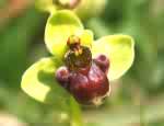 Bumblebee orchid. Astratigos, North Western Crete.