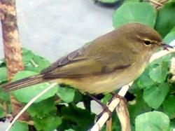 Chiffchaff in NW Crete.