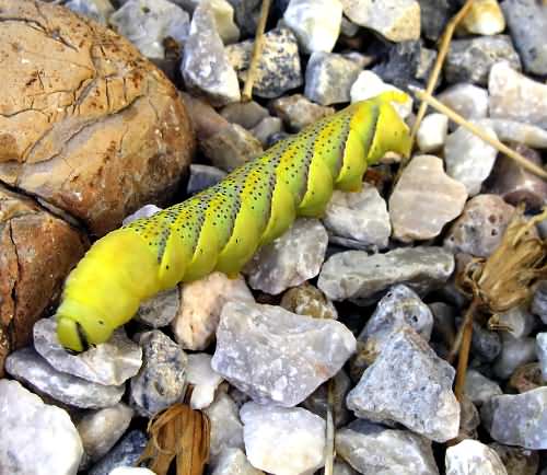 Cretan Fauna:Deaths-Head Hawkmoth - Acherontia atropos -Lava. Gramvousa Peninsula, North Western Crete.