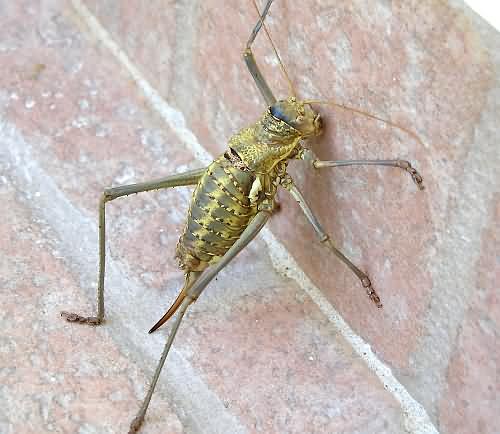 Cretan Fauna: Ephippiger - Ephippiger ephippiger. Gramvousa Peninsula, North Western Crete