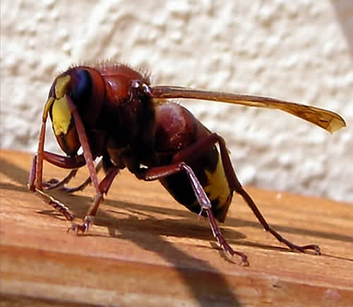 Cretan Fauna: Hornet - Vespa crabro. Gramvousa Peninsula, North Western Crete