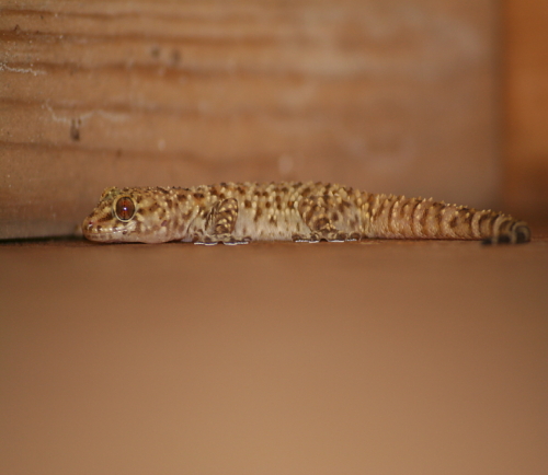 Cretan Fauna: Eyed Lizard - Lacerta lepida. Gramvousa Peninsula, North Western Crete.