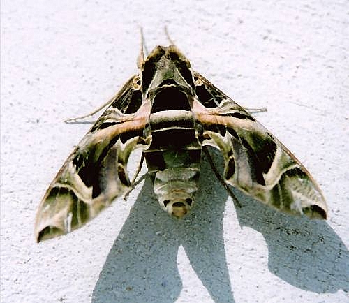 Cretan Fauna: Oleander Hawkmoth - Daphnis nerii. Astratigos, North Western Crete