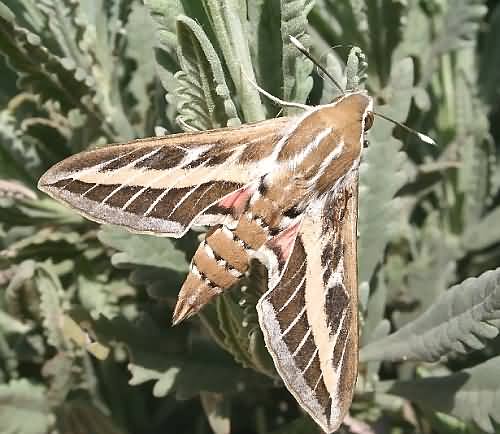 Crean Fauna: Striped Hawkmoth - Hyles lineata livornica. Gramvousa.