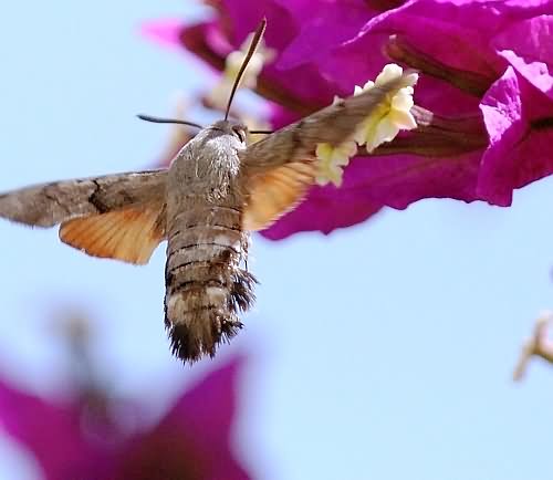 Cretan Fauna: Hummingbird Hawkmoth - Macroglossum stellatarum. Gramvousa Peninsula, North Western Crete