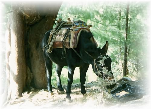 Traditional rescue donkey, inside Samaria Gorge, North-Western Crete.