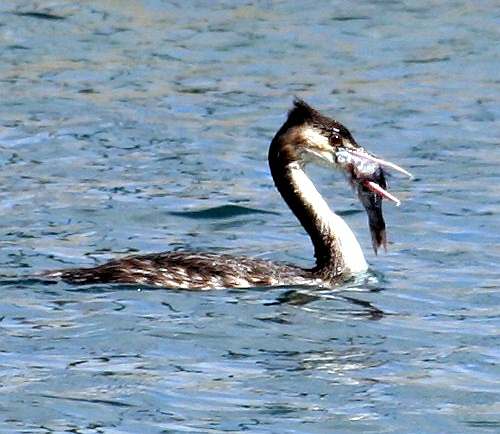 Bird Wildlife, Great Crested Grebe, Podiceps cristatus, North Western Crete.
