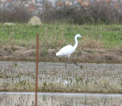 Bird Wildlife, Great white egret - Egretta alba, North Western Crete.