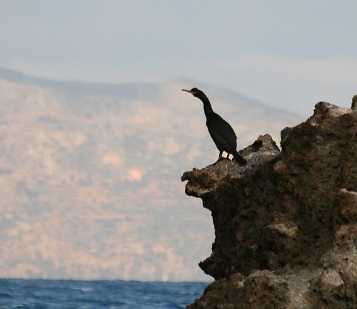 Bird Wildlife. Cormorant - Phalacrocorax carba. North Western Crete.