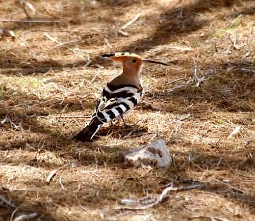 Bird Wildlife, Hoopoe, Upupa epops, North Western Crete.