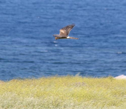 Bird Wildlife, Montagus harrier - Circus pypargus, North Western Crete.
