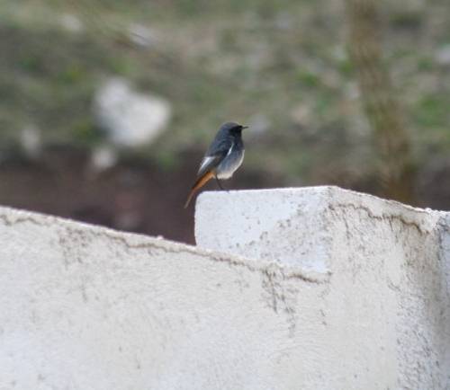 Bird Wildlife, Black redstart - Phoenicurus ochruros, North Western Crete.
