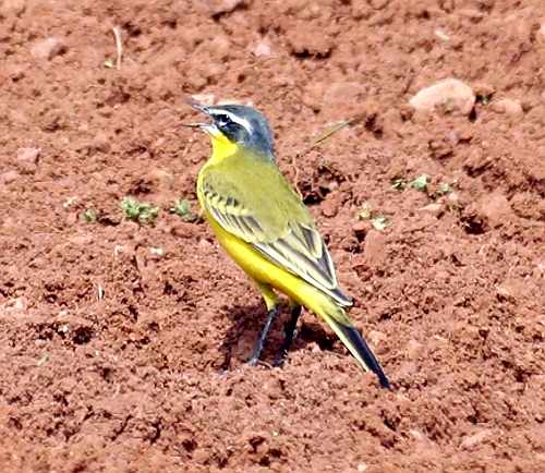Bird Wildlife.Yellow wagtail - Motacilla flava. North Western Crete.
