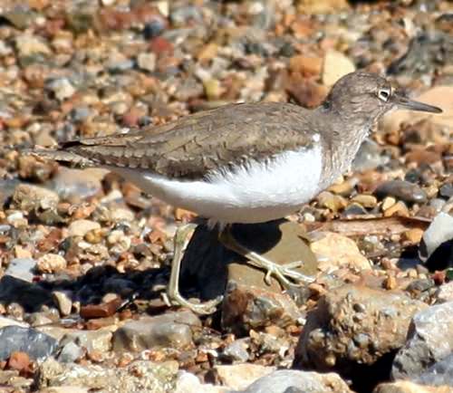 Bird Wildlife, Common sandpiper - Actitis hypoleucos, North Western Crete.