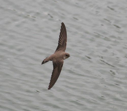 Bird Wildlife, Cragmartin, Ptyonoprogne rupestris, North Western Crete.