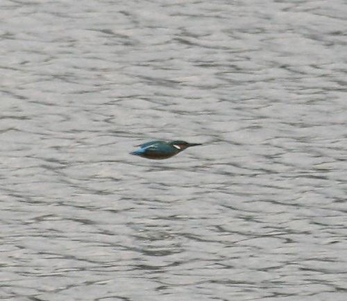 Bird Wildlife, Kingfisher, Alcedo atthis, North Western Crete.