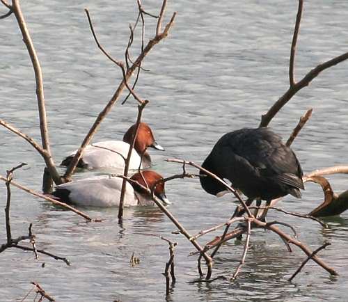 Bird Wildlife, Pochard & Coot, Annas crecca & Fulica atra, North Western Crete.