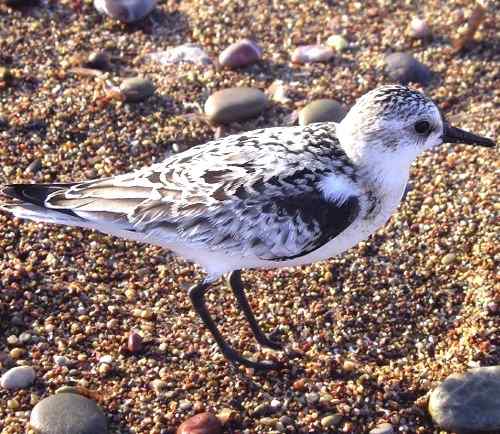 Bird Wildlife, Sanderling, Calidris alba, North Western Crete.