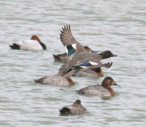 Bird Wildlife, Teal and Pochard, Annas Crecca, Athya ferina, North Western Crete.