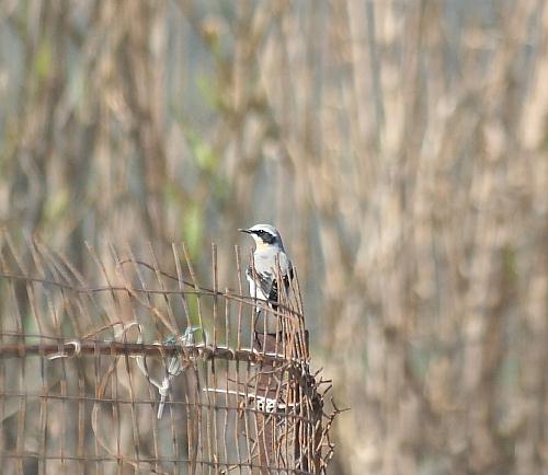 Bird Wildlife, Wheatear - Oenanthe oenathe, North Western Crete.