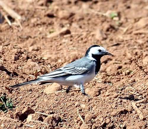 Bird Wildlife, White Wagtail, Motacilla alba, North Western Crete.