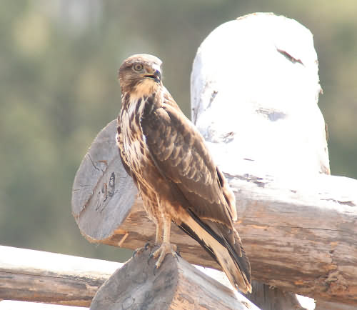 Crete. Bird Wildlife: Buzzard - Buteo buteo. North Western crete.
