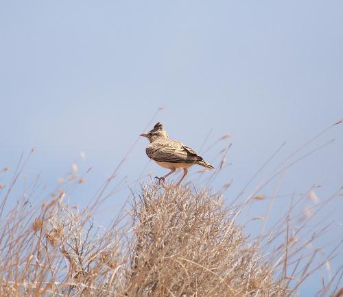 Crete. Bird wildlife: Crested lark - Galerida cristata. North Western Crete.