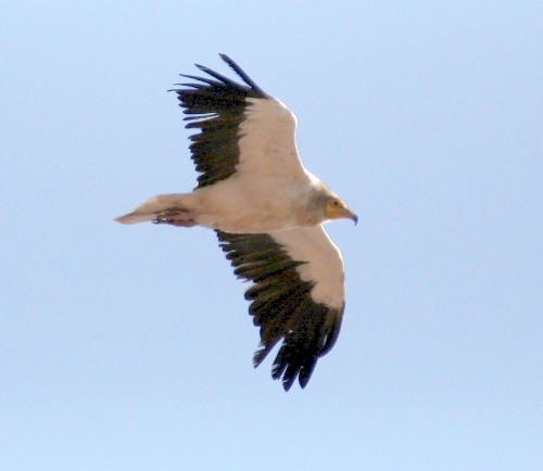 Crete. Bird wildlife: Egyptian vulture - Neophron percnopterus. North Western Crete.