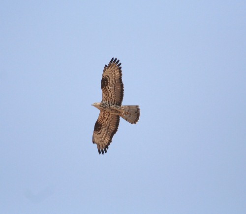 Crete. Bird wildlife: Honey Buzzard - pernis apivorus. North Western Crete.