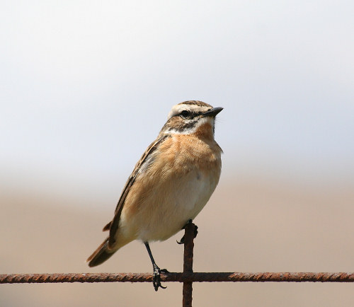 Crete. Bird wildlife: Whinchat - Saxicola rubetra. North Western Crete.