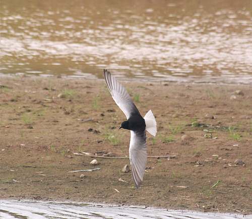 Crete. Bird wildlife: White-winged black tern - Childonas leucopterus. North Western Crete.