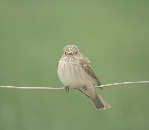 Crete. Birdwildlife: Spotted flycatcher - Muscicapa striata. North Western Crete.