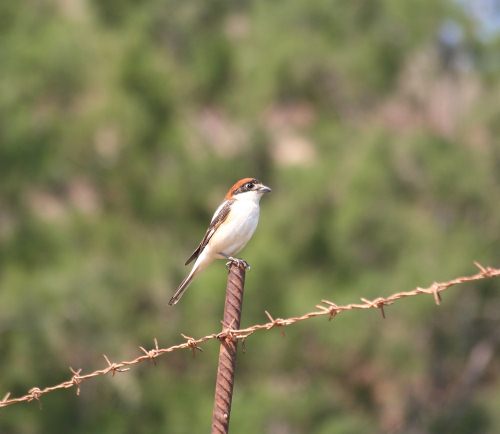 Crete. Bird wildlife: Woodchat shrike - Lanius senator . North Western Crete.