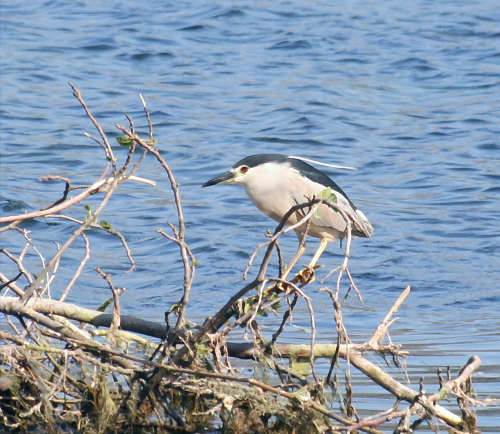 Crete. Bird wildlife: Night heron - Nicticorax nicticorax. North Western Crete.