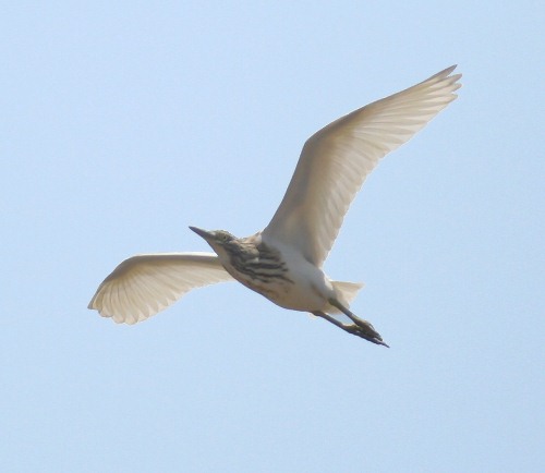 Crete. Bird wildlife: Squacco heron - Ardeola ralloides. North Western Crete.