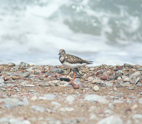 Crete. Bird wildlife: Touchstone - Arenaria interpres. North Western Crete.