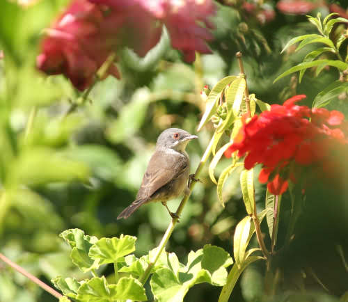 Crete. Brid Wildlife: Sardian warbler - Sylvia melanocephala. North Western Crete.