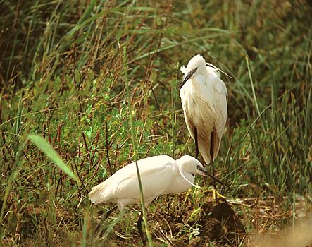 Little egrets on estuary at Zakros, Nomos Lassithiou, Eastern Crete.