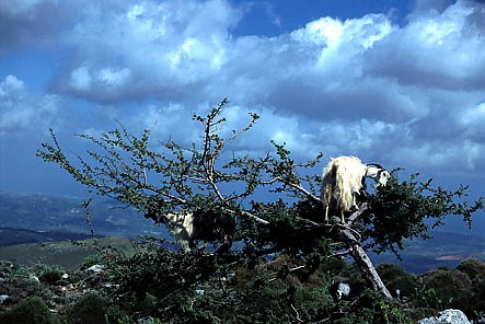 Mountain goats, near Afrata, Nomos Chanion, North Western Crete.