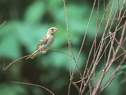 Greenfinch, (Carduelis Chloris), a common resident on Crete.