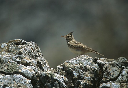 Crested Lark (Galirida Crista) is common on Crete.  Sea level to 800 metres.