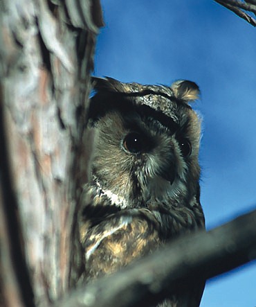 Long-eared Owl (Asio Otus).  A scarce resident of Crete.