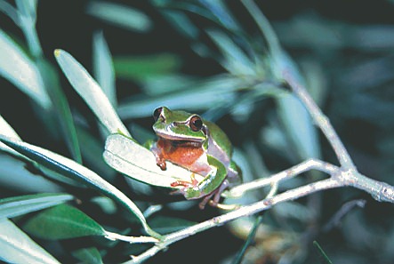 Common Tree Frog (Hyla arborea).